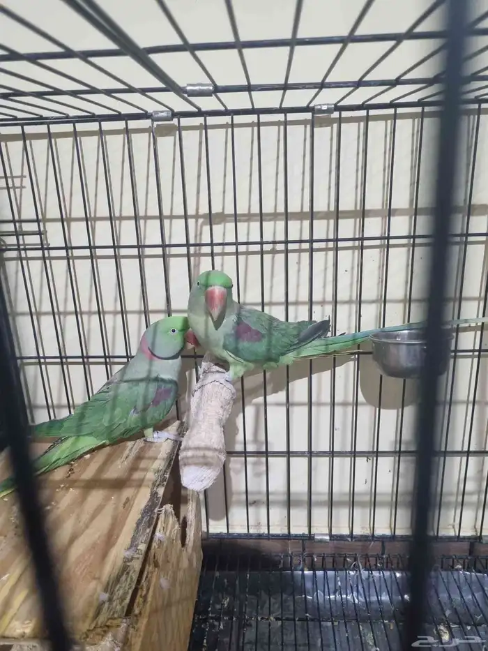 جوز نيبالي 0