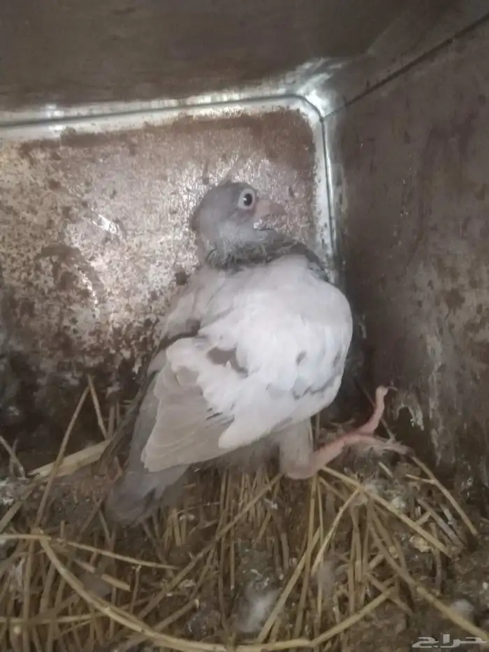 السلام عليكم ورحمة الله وبركاته مشالله تبارك الله زغالين فرن 9