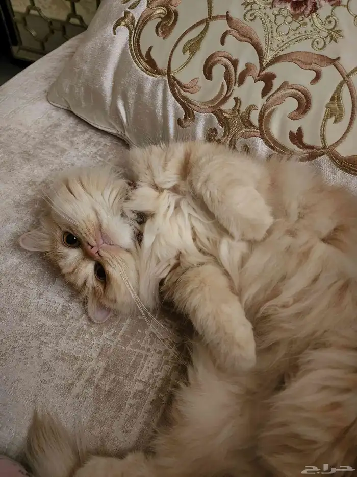 قطة شيرازية للتبني 1