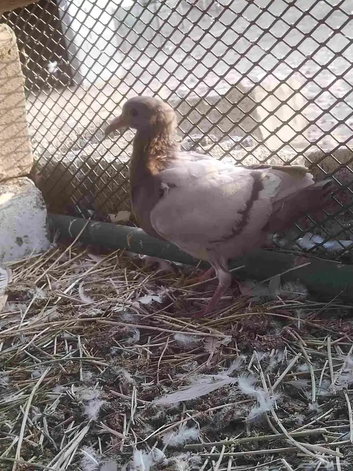 السلام عليكم ورحمة الله وبركاته مشالله تبارك الله زغالين فرن 3