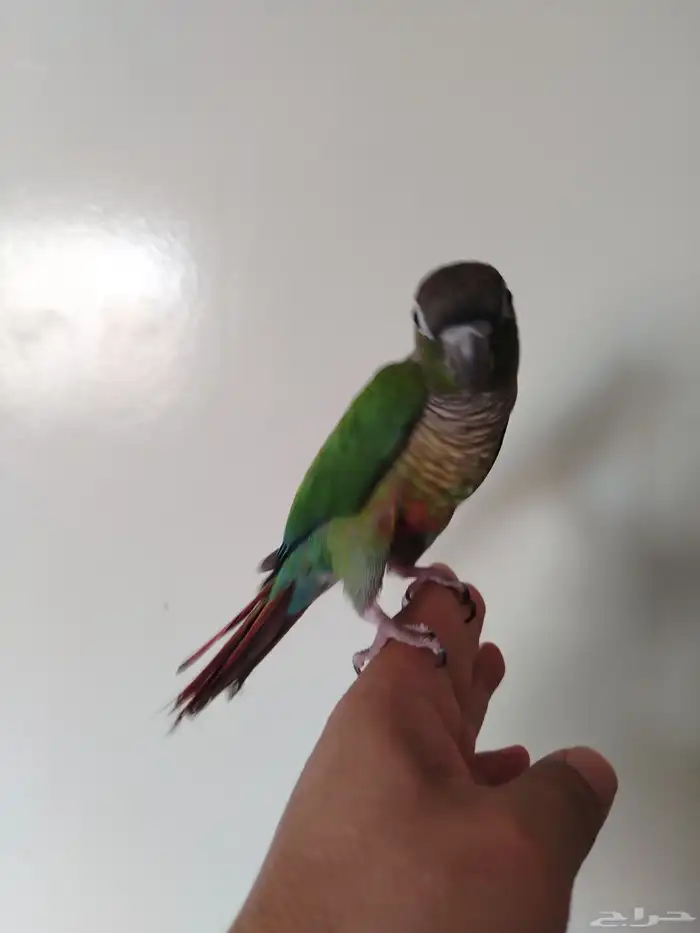 كنيور أليف 1