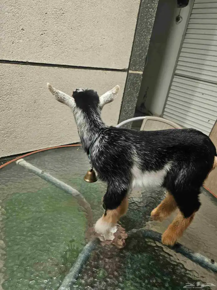 ماعز قزم ذكر تبوك على السوم العمر شهرين 2