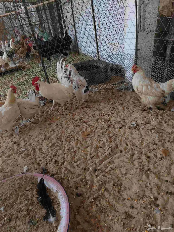 دجاج بلدي بياض 6