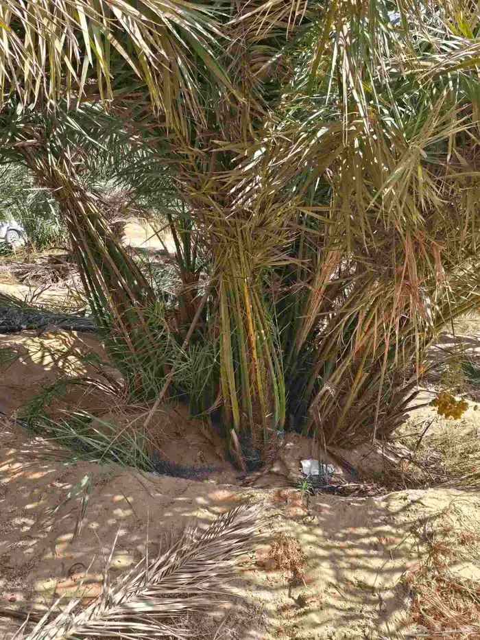 متوفر جميع انواع النخيل 0