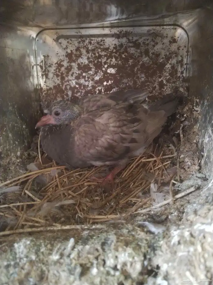 السلام عليكم ورحمة الله وبركاته مشالله تبارك الله زغالين فرن 4