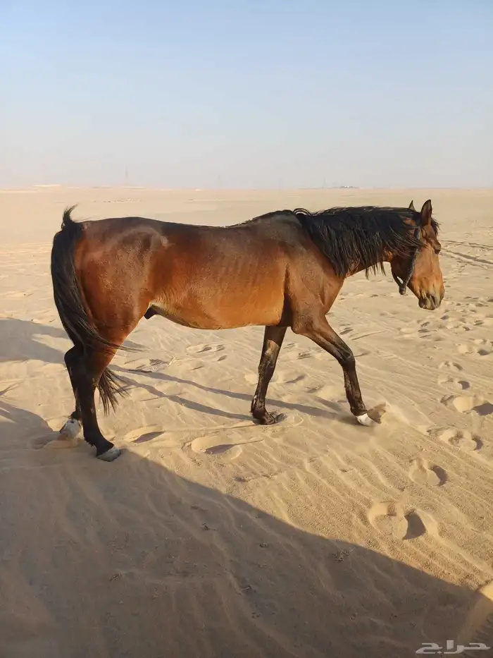 حصان شعبي طوع مع البل وهادي 2