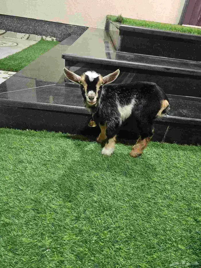 ماعز قزم ذكر تبوك على السوم العمر شهرين 3