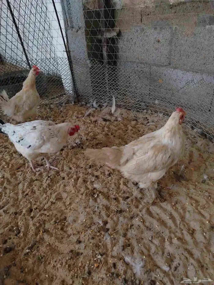 دجاج بلدي بياض 3