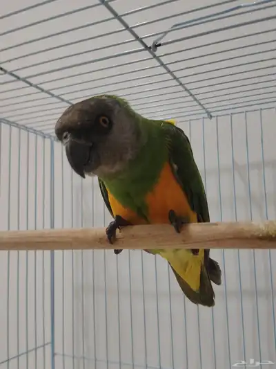 بغبغاء سنغالي index