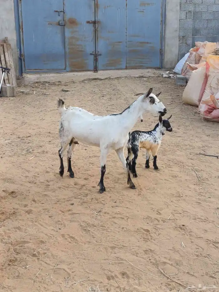 غنم للبيع 1