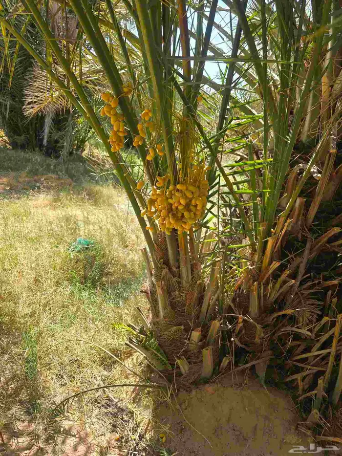 متوفر جميع انواع النخيل 3