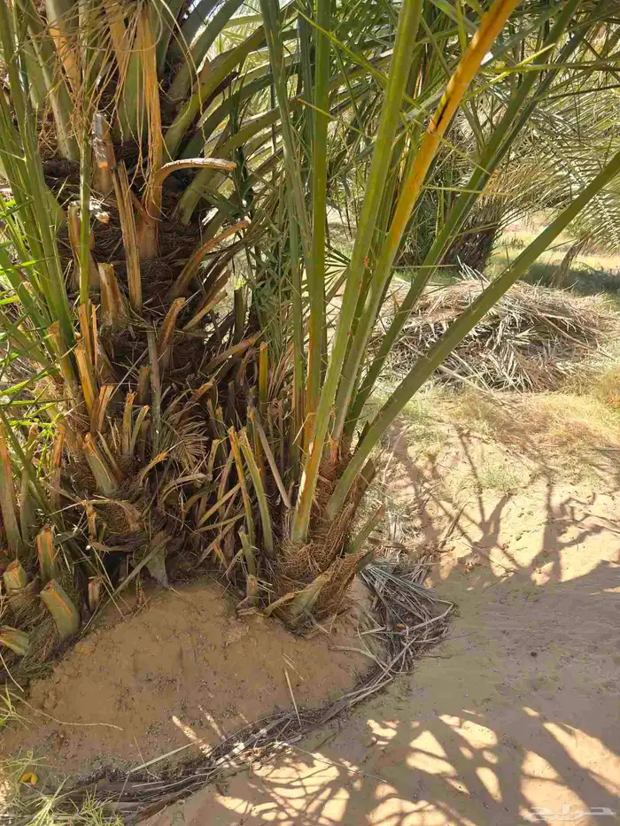 متوفر جميع انواع النخيل 1