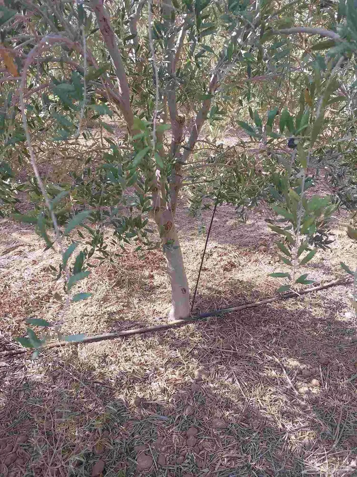 البيع شجار زيتون 1