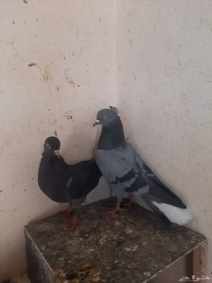 حمام قطيفي 0