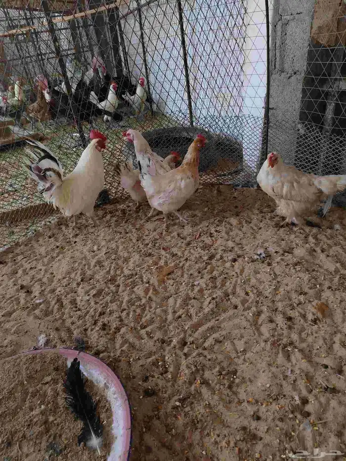 دجاج بلدي بياض 4