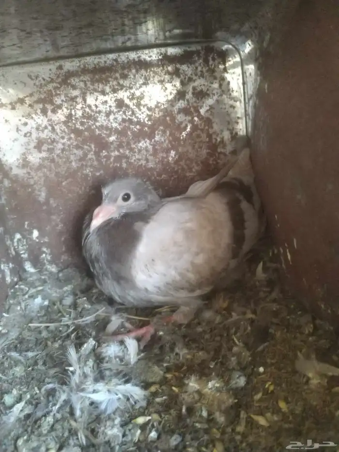 السلام عليكم ورحمة الله وبركاته مشالله تبارك الله زغالين فرن 5