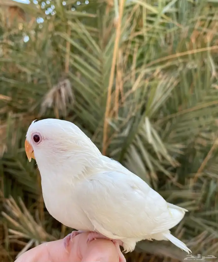 روز البينو اليف 0