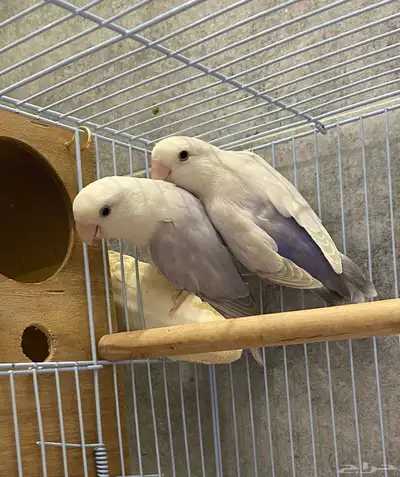 للبيع زوج روز اوبلاين منتج index