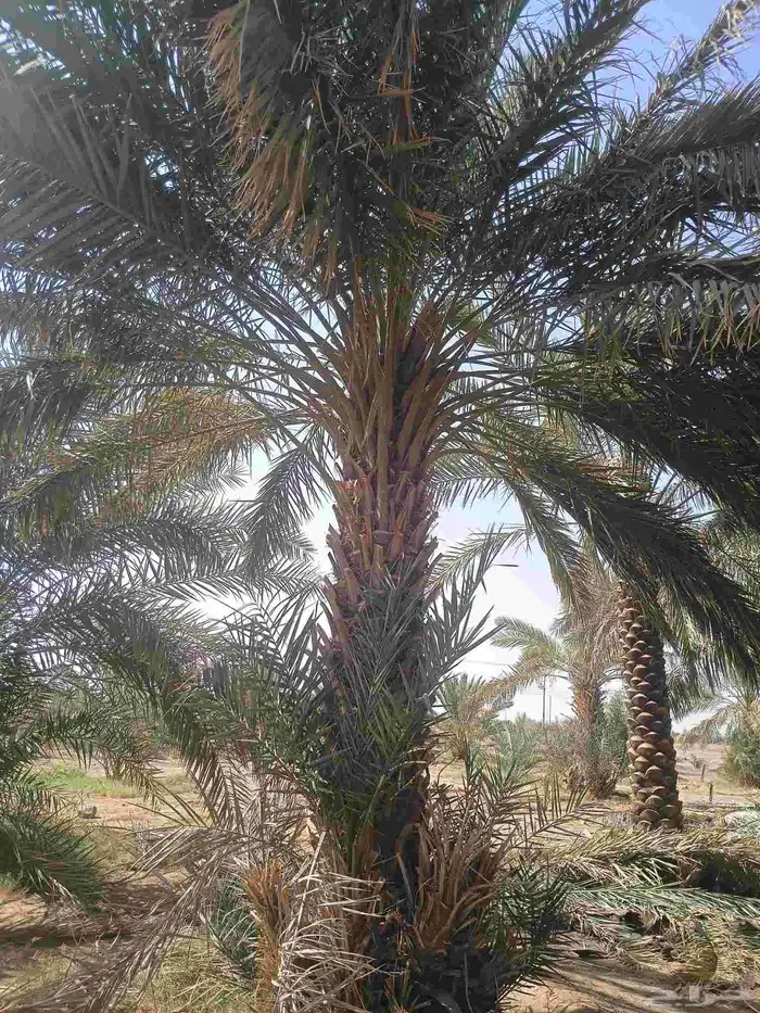 يوجد لدينا نخل من مترين ونص لا ثلاته م 0