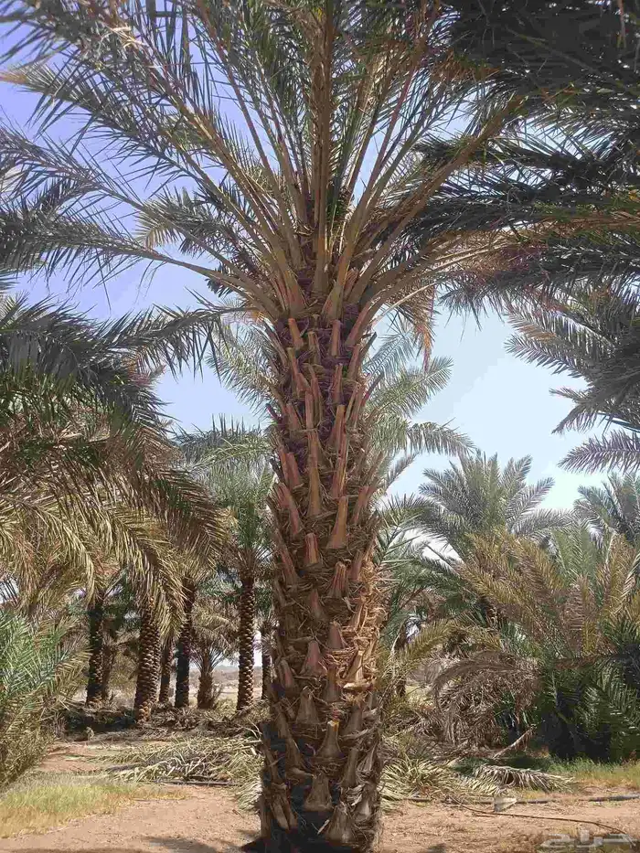 يوجد لدينا نخل من مترين ونص لا ثلاته م 3