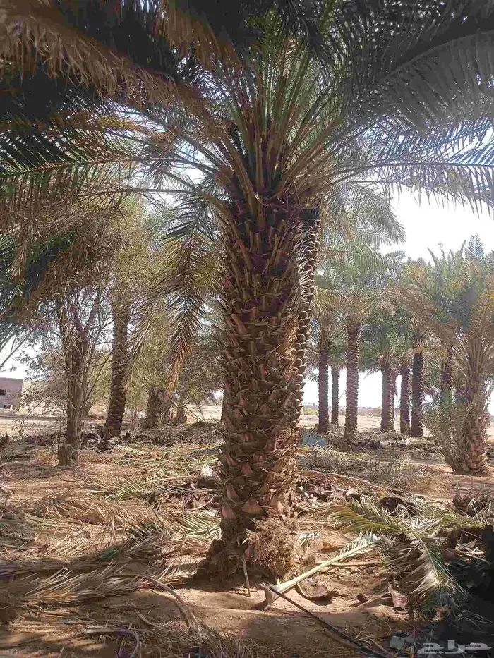 يوجد لدينا نخل من مترين ونص لا ثلاته م 5