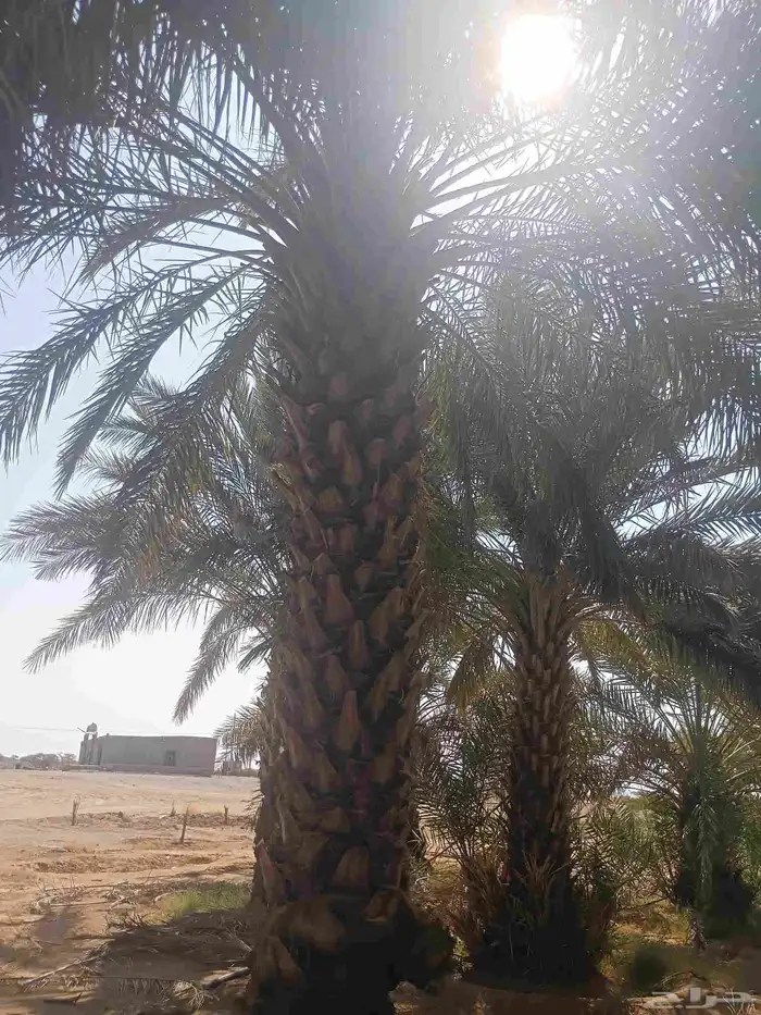 يوجد لدينا نخل من مترين ونص لا ثلاته م 1