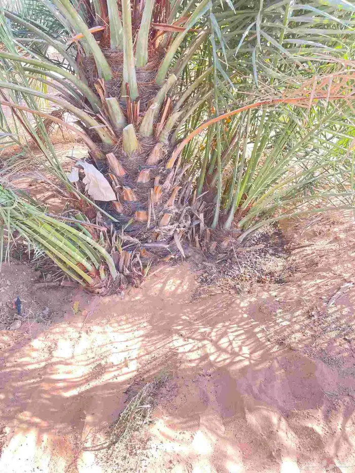 يوجد الدنيا نخل للبيع سكري 0