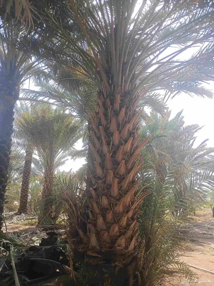 يوجد لدينا نخل من مترين ونص لا ثلاته م 4