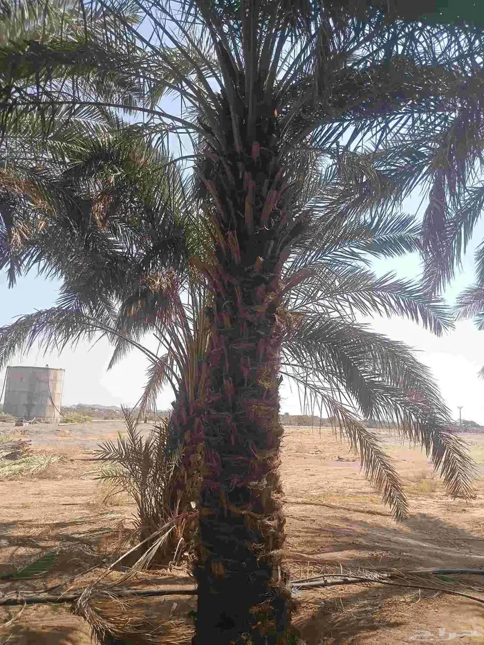 يوجد لدينا نخل من مترين ونص لا ثلاته م 2