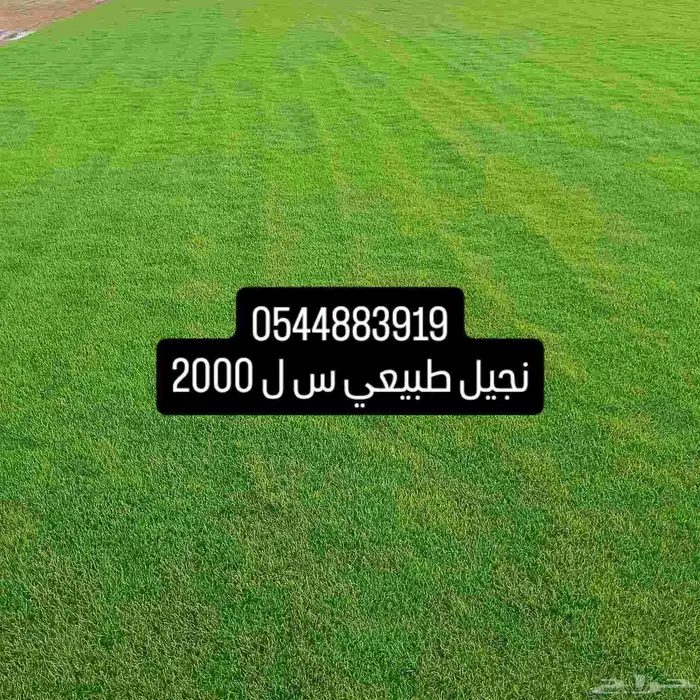 مسطحات خضراء 5