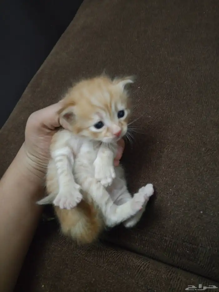 بسه للبيع على السوم 0