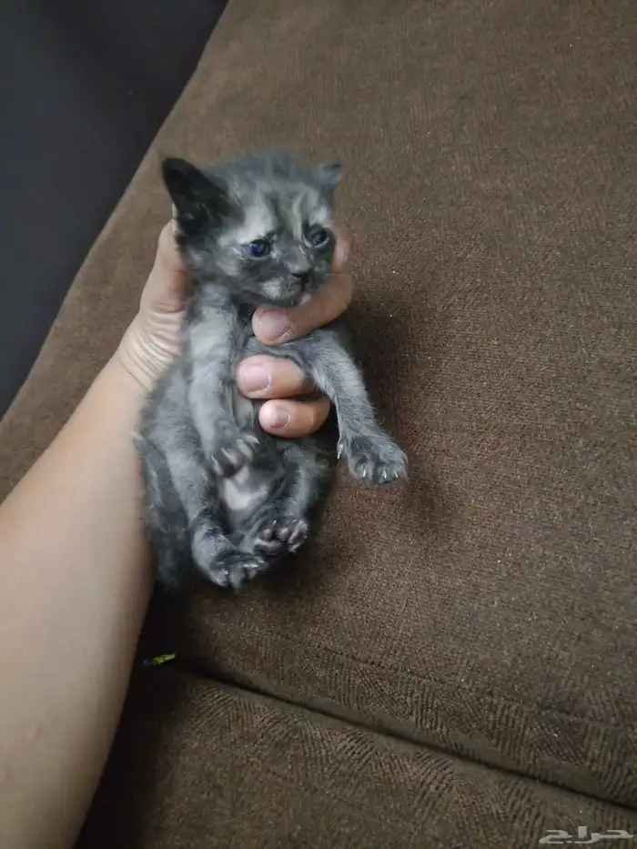 بسه للبيع على السوم 2