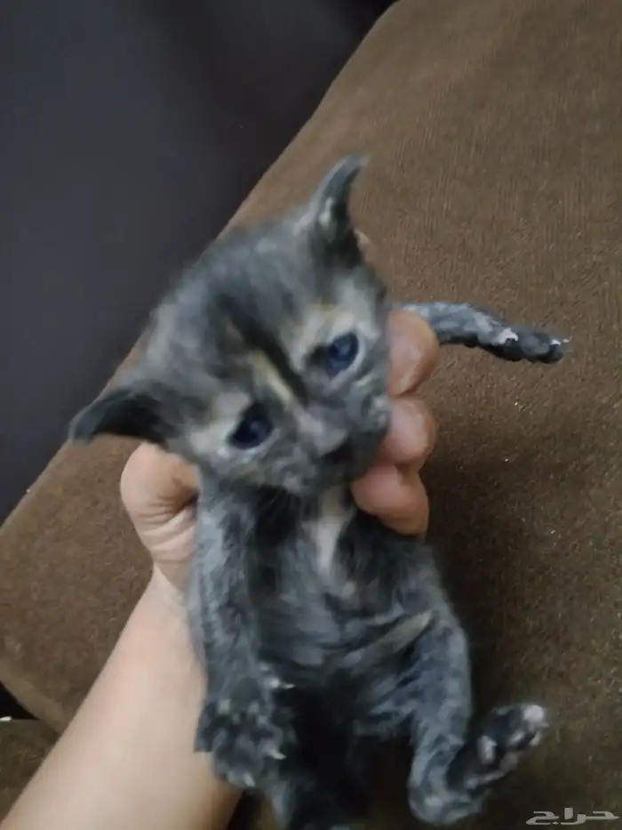 بسه للبيع على السوم 1