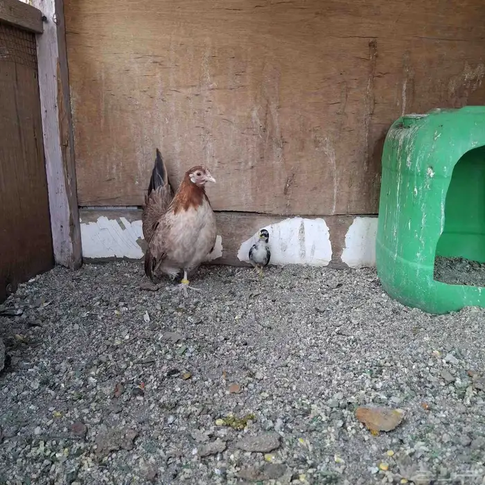 دجاج جبنيز منتج 2