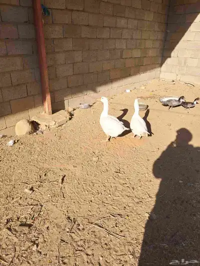 دجاج ووز للبيع index