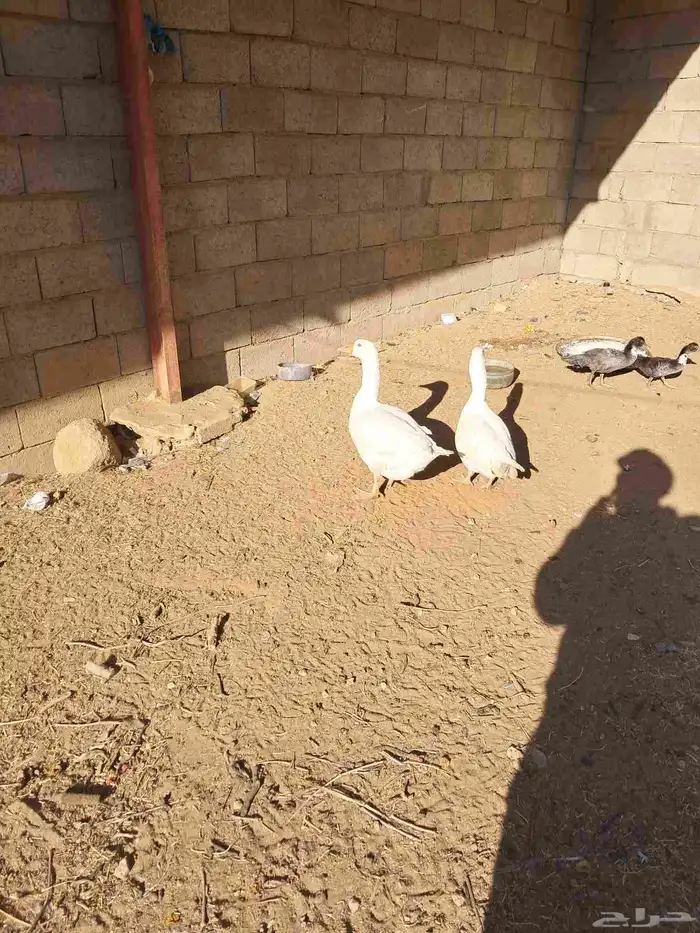 دجاج ووز للبيع 3