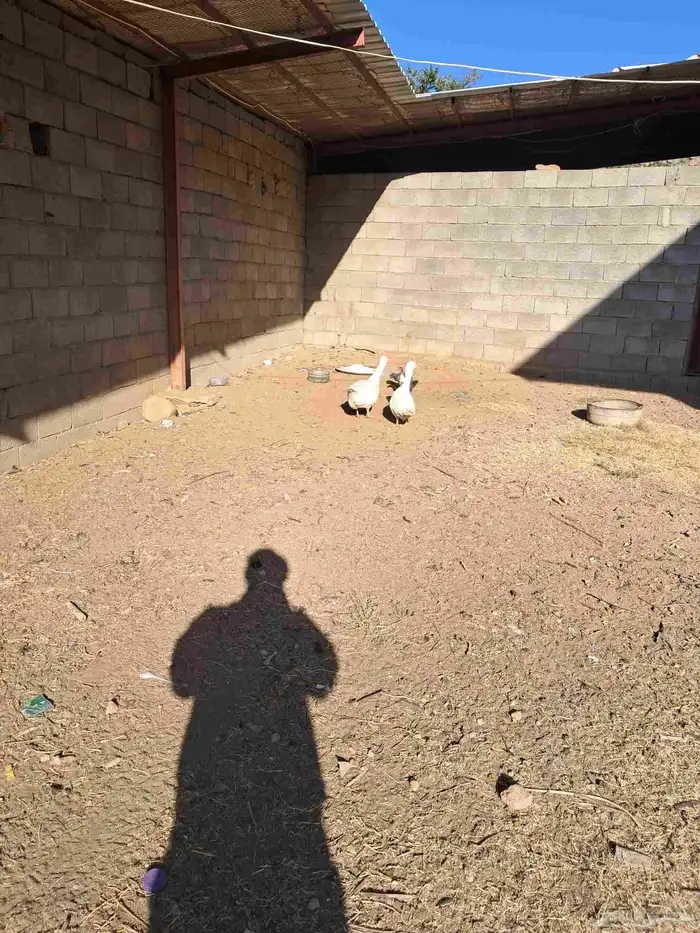 دجاج ووز للبيع 4