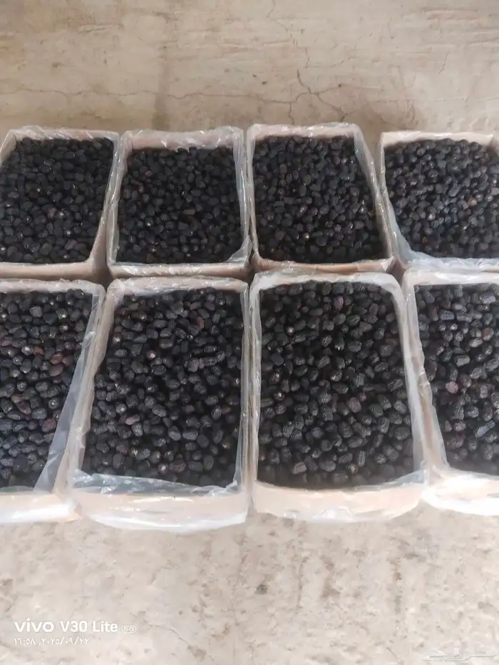 عجوة المدينة انتاج السنة درجة أولى سعر الكيلو 20 ريال (عدد ا 4