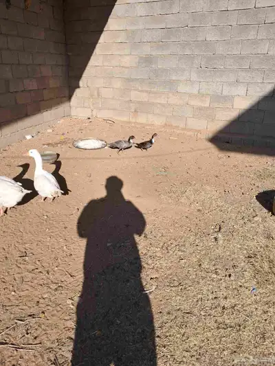 دجاج ووز للبيع index