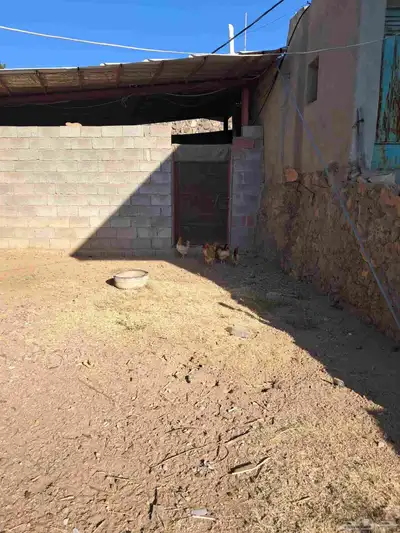 دجاج ووز للبيع index