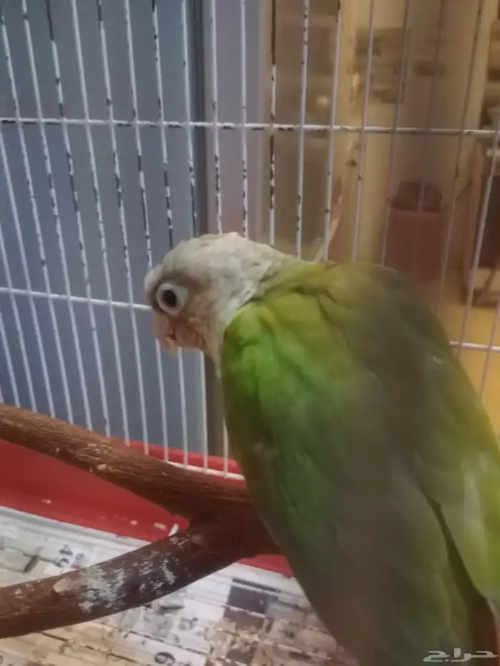 كنيور قرين شيك متكلم واو أليف جدا 13