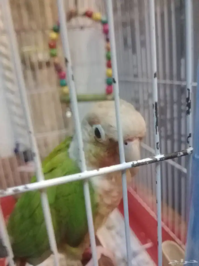 كنيور قرين شيك متكلم واو أليف جدا 14