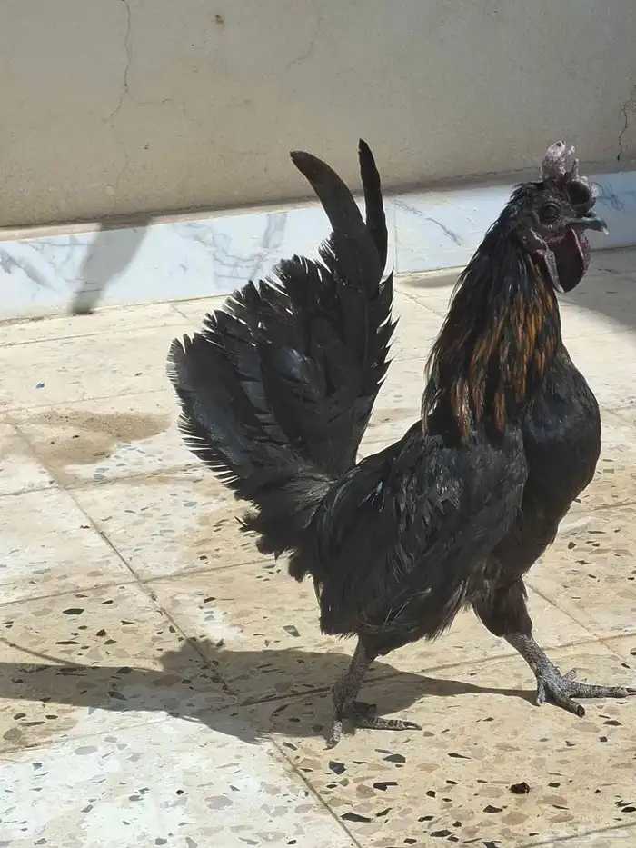 ديك حباحب على السوم 0