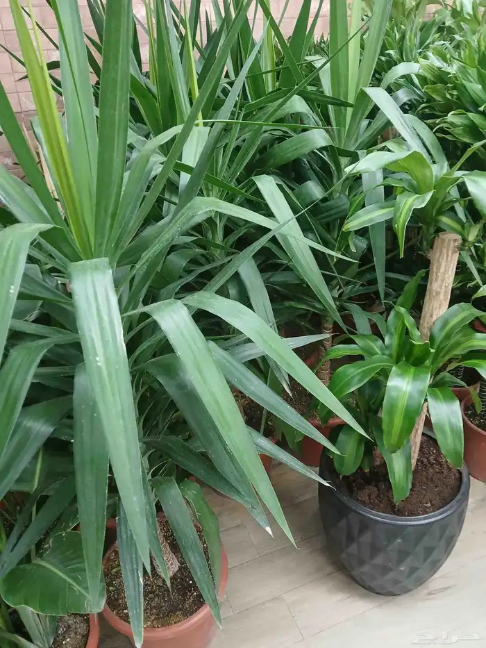 مشتل تنسيق حد ائق 4