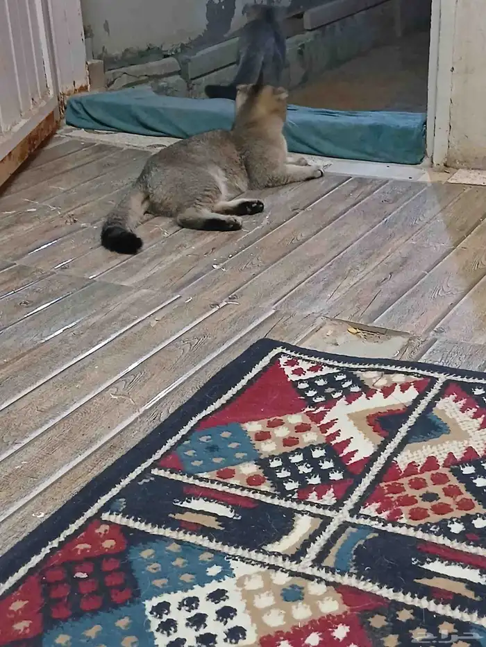 قطه انثي هملايا لللبيع 2