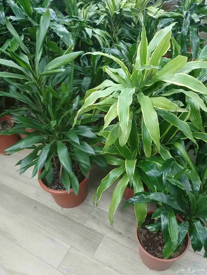 مشتل تنسيق حد ائق 5