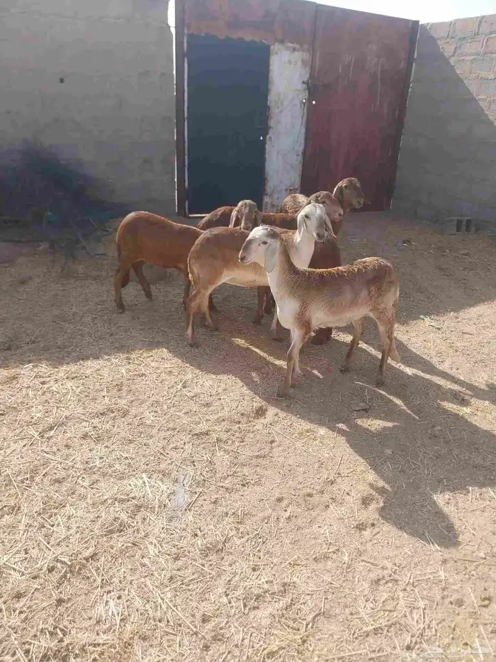 رخال سواكنيه 8