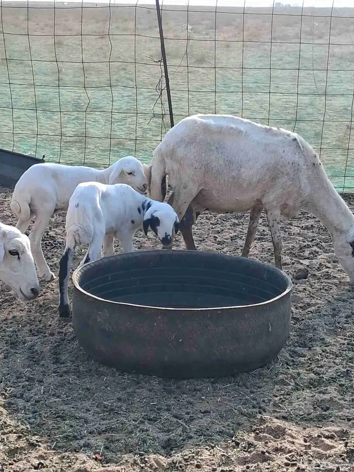 نعجه رفيدي متاوم 0