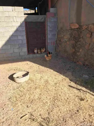 دجاج ووز للبيع index