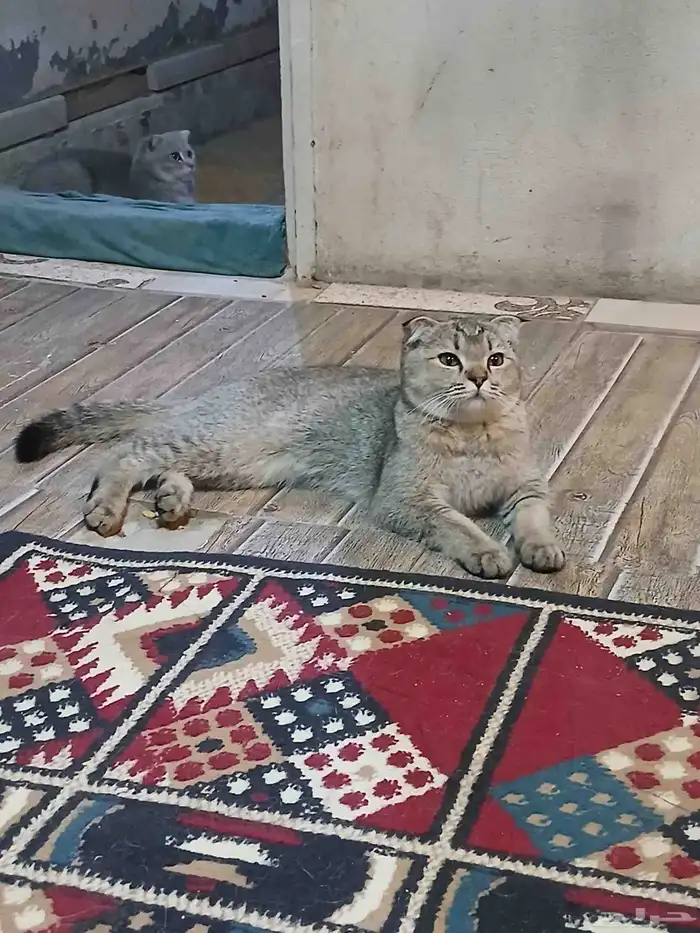 قطه انثي هملايا لللبيع 5